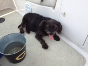 get-attachment (331)