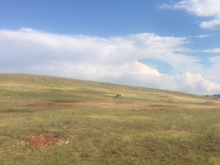 FullSizeRender - Copy